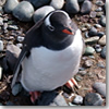 A gentoo penguin in Antarctica