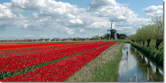 Tulips and windmills in the Netherlands