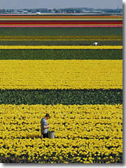 Tulips in Holland