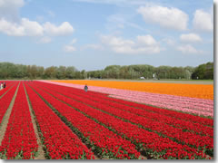 Tulip fields in Holland