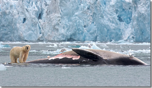 A polar bear eating a fin whale in Spitsbergen, Svalbard, Norway. (Photo courtesy of Heiko Keuhr.)