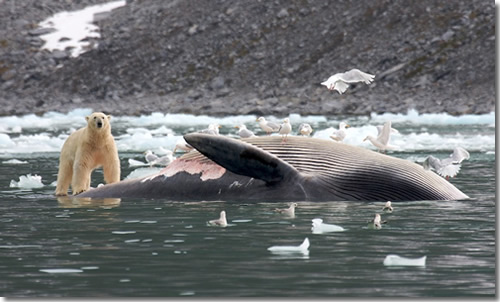 A polar bear eating a fin whale in Spitsbergen, Svalbard, Norway. (Photo courtesy of Heiko Keuhr.)