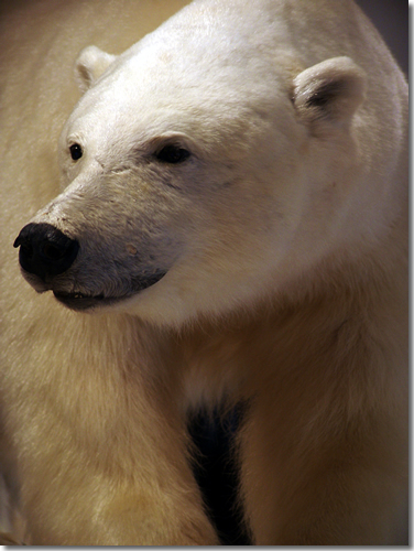 There are more polar bears than people on Svalbard—including this guy who greets you at the baggage claim belt in the Longyearbyen airport on Spitsbergen, Svalbard, Arctic Norway  