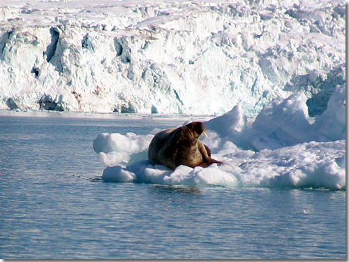 A juvenile walrus chills on an iceburg on the Fugelfjorden, Spitsbergen, Svalbard, Arctic Norway