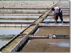 Working the soline salt pans