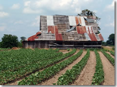 A shack at Sovall Farms, where Muddy Waters grew up outside of Clarksdale, MS.