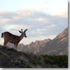 A deer in Olympic National Park