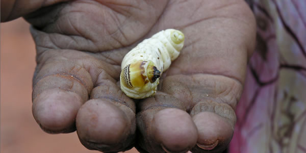 A witchetty grubgood bush tucker in Australia