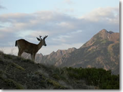 You'll have more deer than people as hiking companions on the trails in Olympic National Park