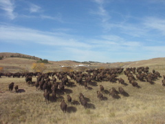 There's nothing liek the sensation of driving more than 1,000 shaggy, thundering beasts across the rolling prairies under a cobalt sky