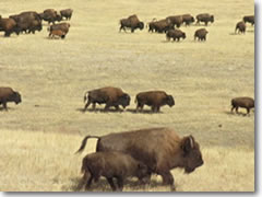 Buffalo in Custer State Park, South Dakota