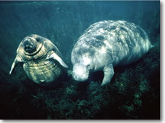 Manatees