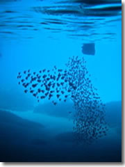 A school of rumbellies lets snorkelers swim alongside in Curaçao's Blue Room sea cavern