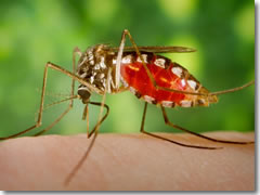 A mosquito enjoying a meal.