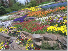 Flowers at the Villa Carlotta, Tremezzo, Lago di Como