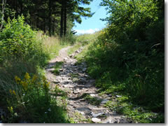 A trail on Monte Mottarone, Lake Maggiore