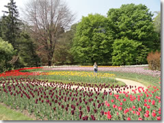 Flowers in the Villa Taranto gardens of Lake Maggiore