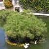 Arethusa Fountain, Siracusa