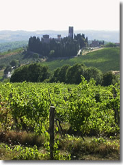 The grape vines around the Badia di Passignano in the Chianti