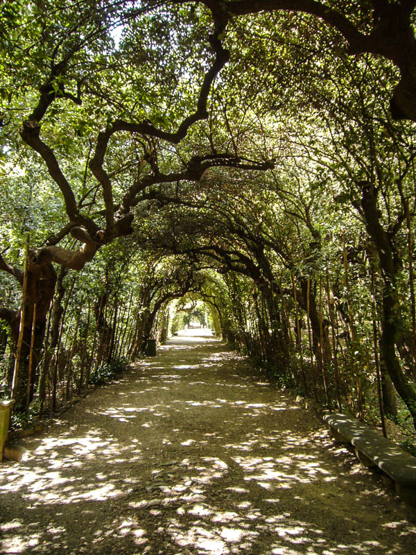 Ilex arbors off the Viottolone in the Boboli Gardens, Pitti Palace, Florence. (Photo by UncleVinny)